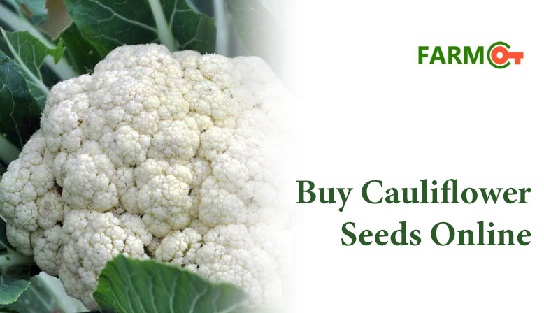 Buy Cauliflower Seeds Online at Best Price Only at Farmkey