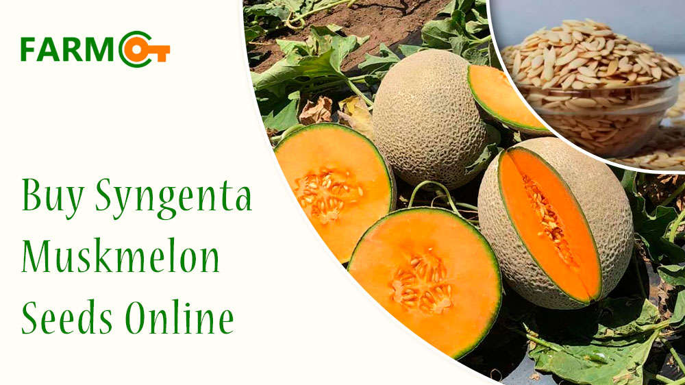Buy Syngenta Muskmelon Seeds Online India At Farmkey