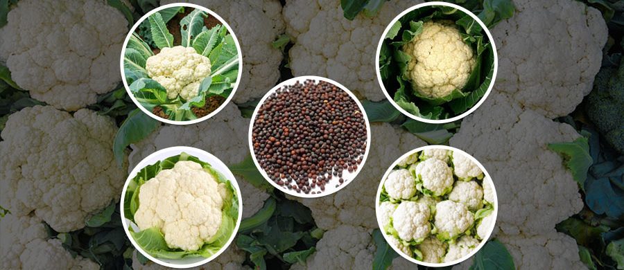 BLOOM YOUR FIELD WITH THE BEST QUALITY CAULIFLOWERS