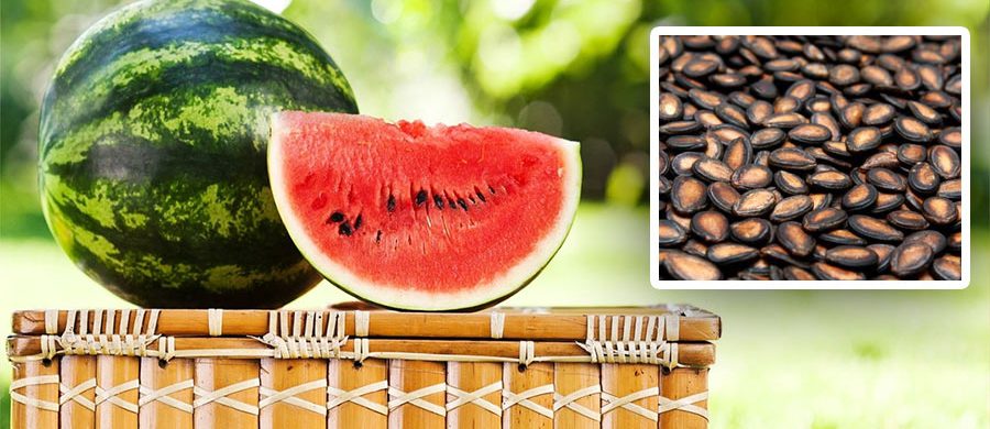 WITH QUALITY SEEDS FROM FARM KEY, GROW THE BEST WATERMELON