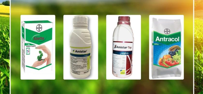 SAVE YOUR PRECIOUS YIELD FROM GETTING DESTROYED WITH THE BEST FUNGICIDES
