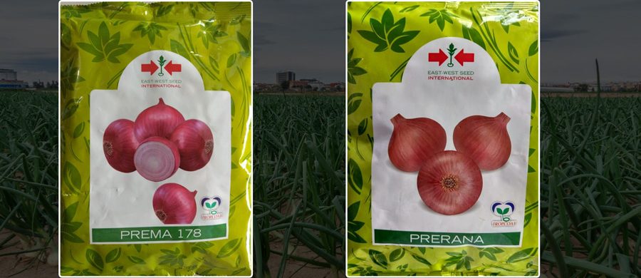 WITH THE BEST QUALITY ONION HARVEST, BECOME A SMART FARMER