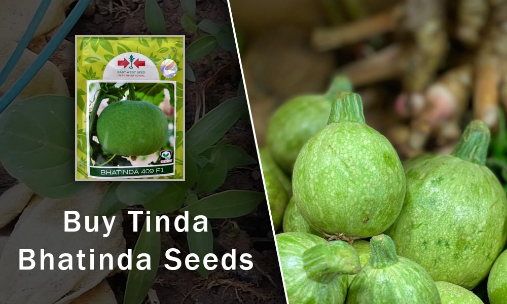 Get The Most Productive Tinda Bhatinda Seeds From Farmkey