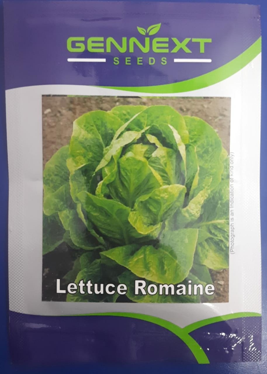Gennext Lettuce Romaine -10gm