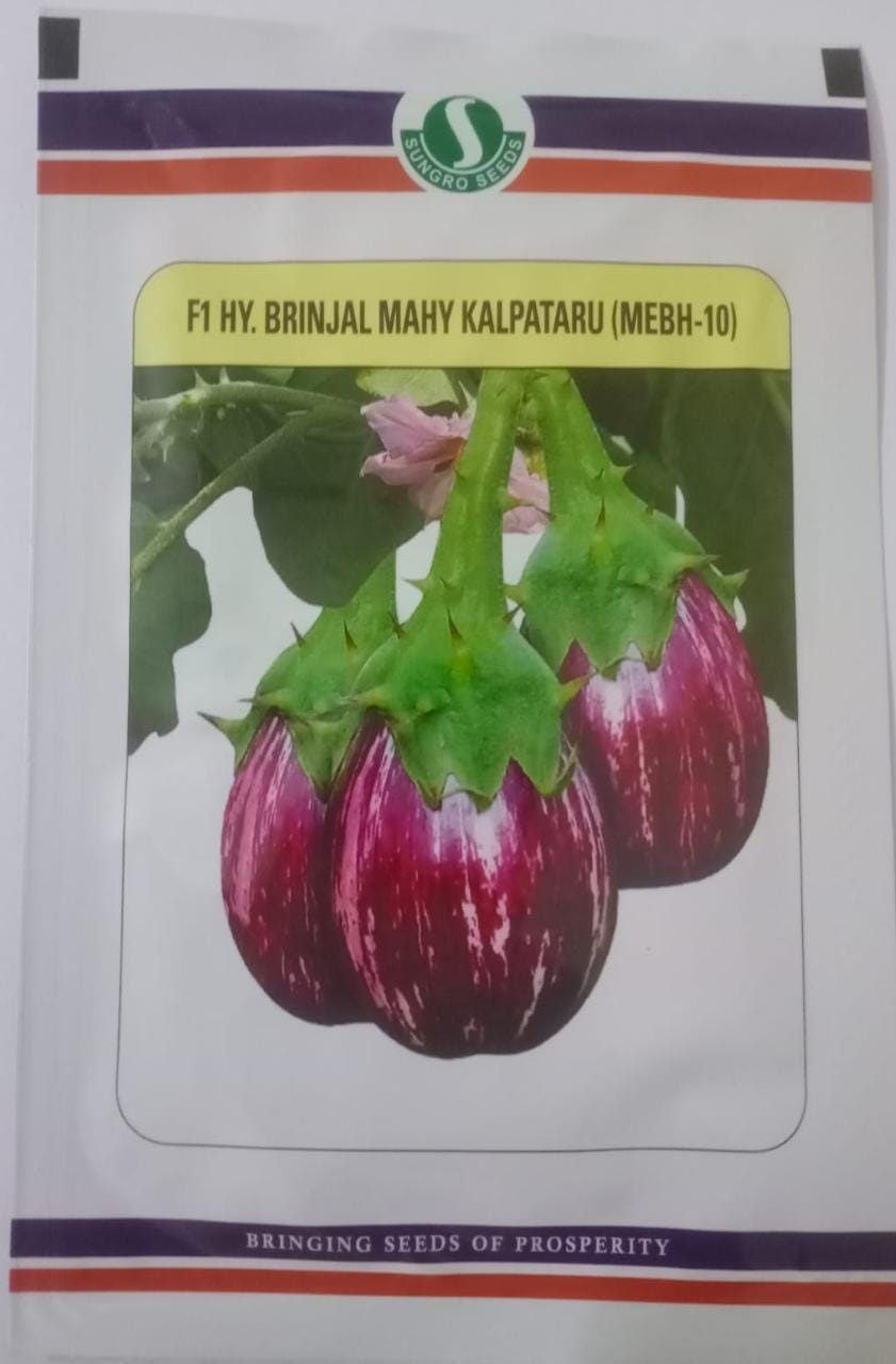 Mahyco Brinjal Mahy Kalpataru (MEBH)-10gm