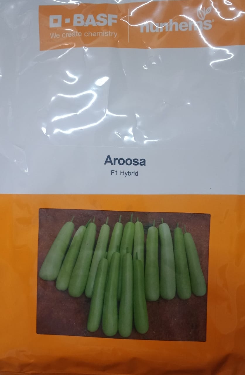 US Aroosa 500 - Seeds