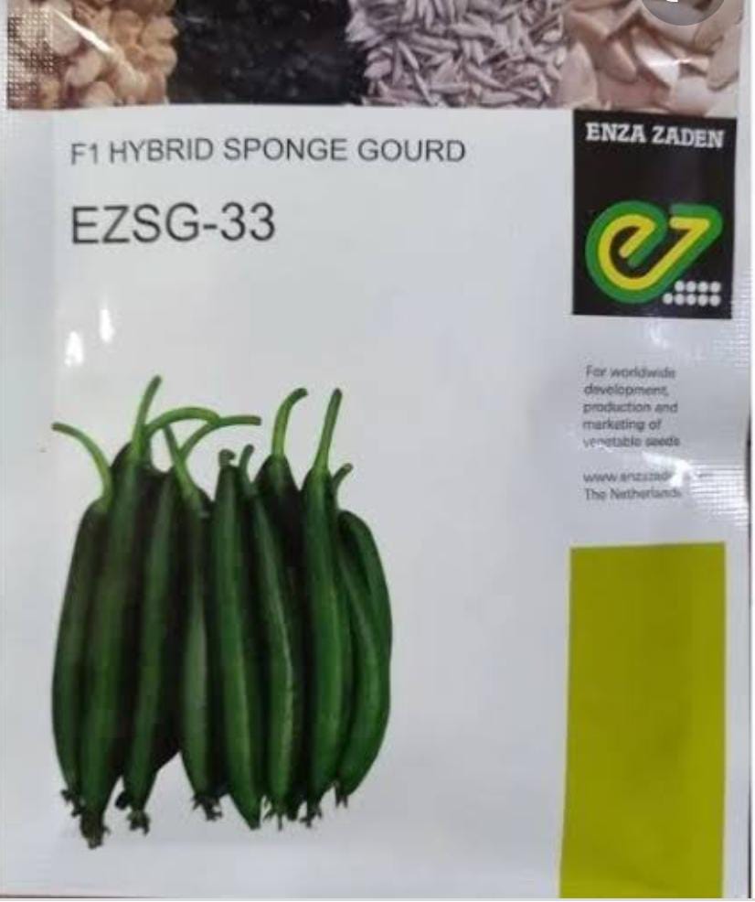 EZSG-33 Sponge Gourd - 50GM