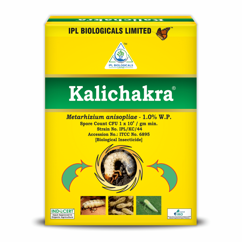 uploads/product/Kalichakra.png