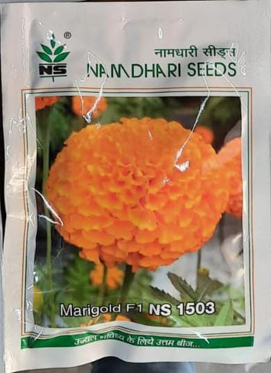 NS 1503 - 1000 Seeds