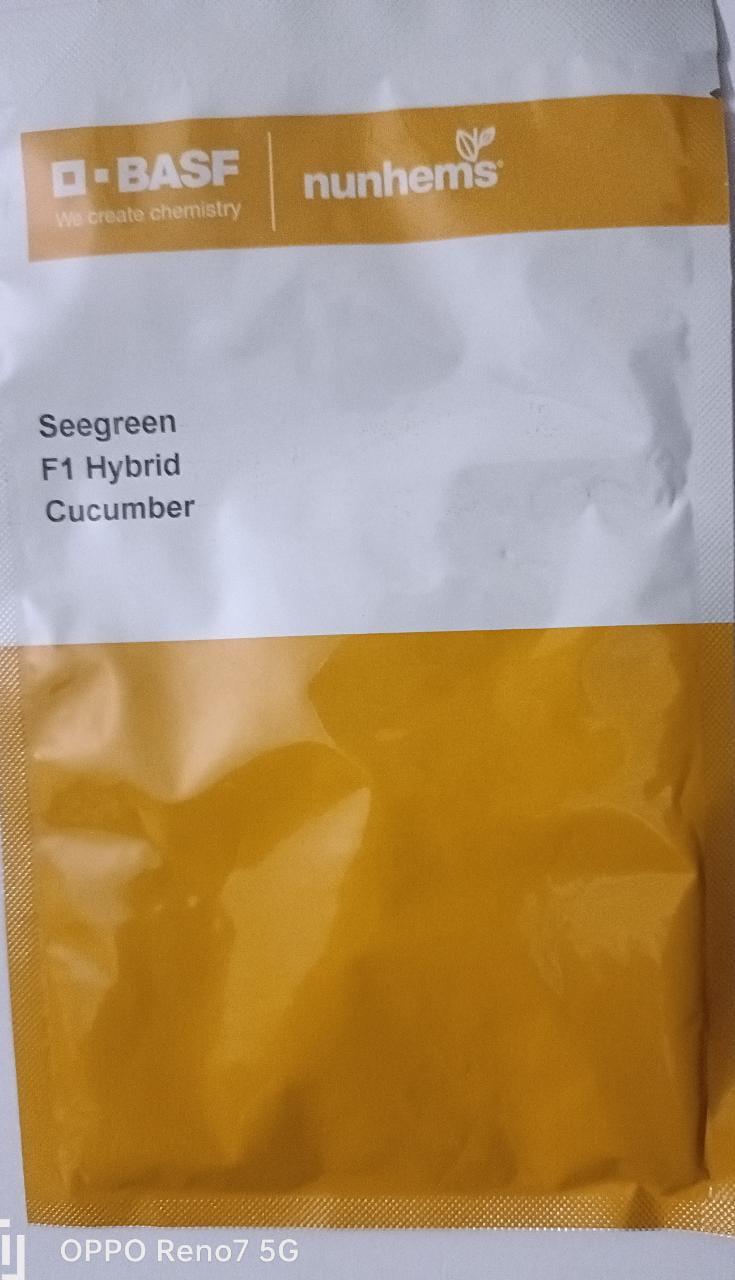 Cucumber Seegreen -1000 Seeds
