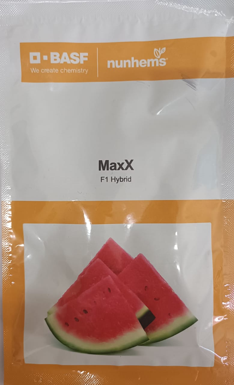 Maxx - 500 Seeds