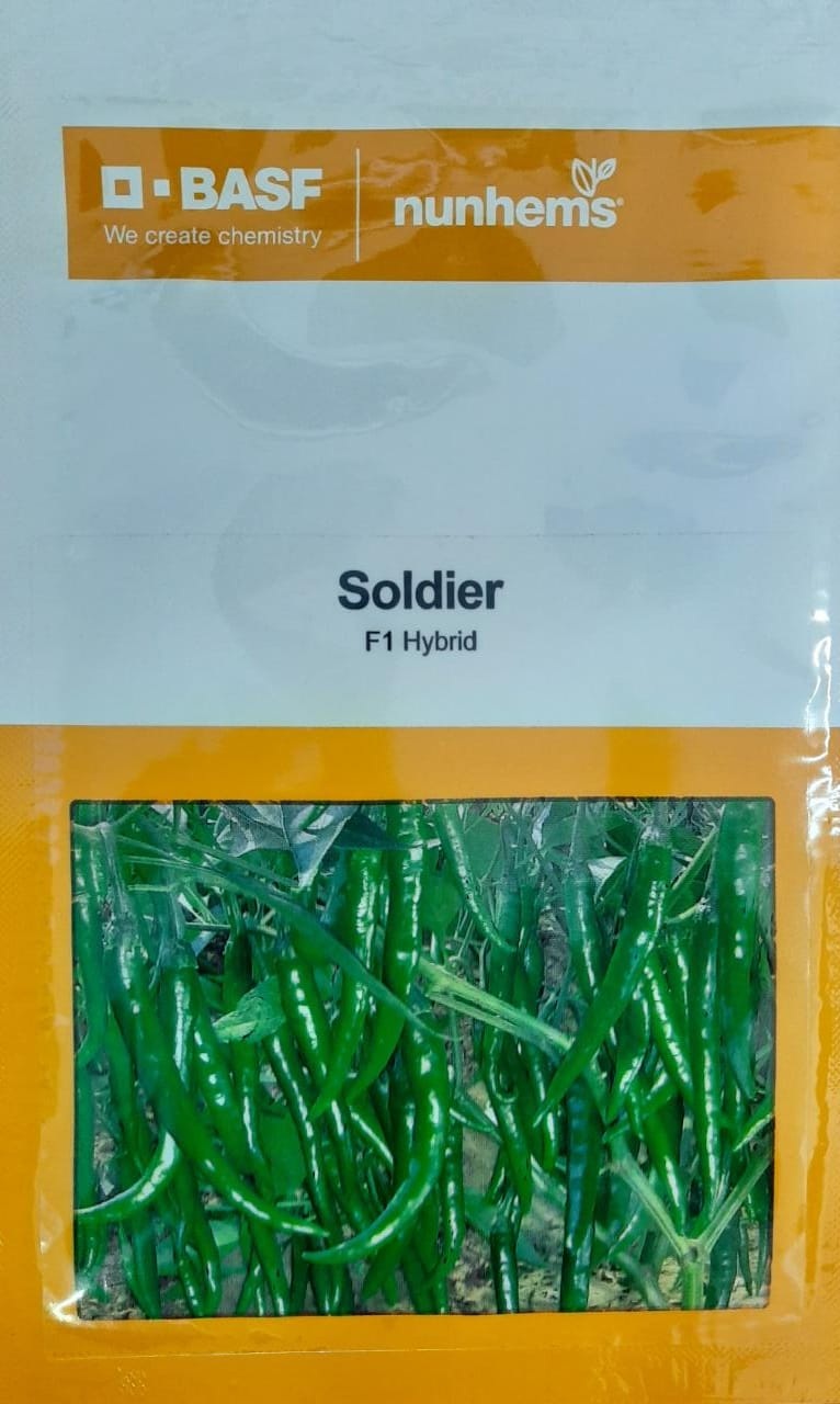 Nunhems Soldier Chilli -1500 seeds