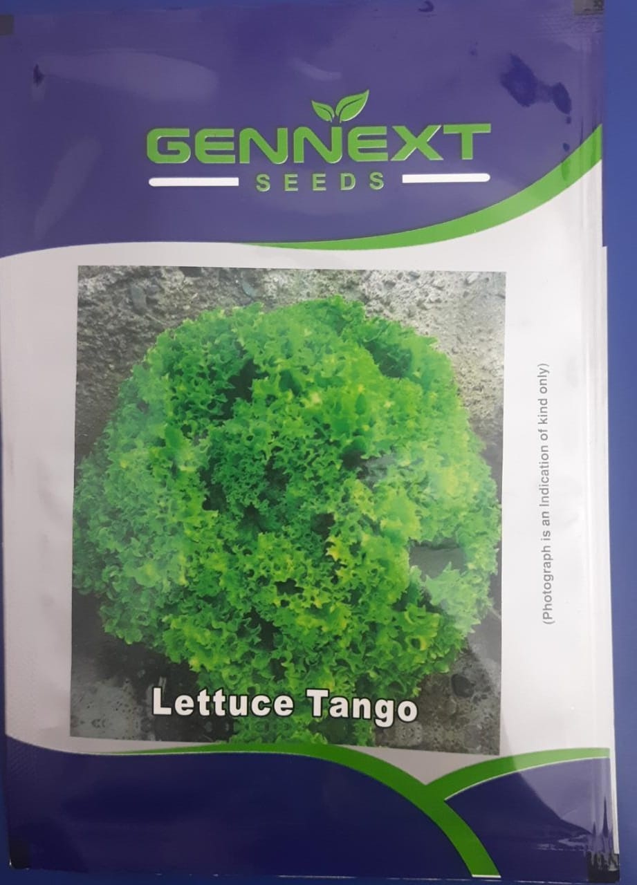 Gennext Lettuce Tango-10gm