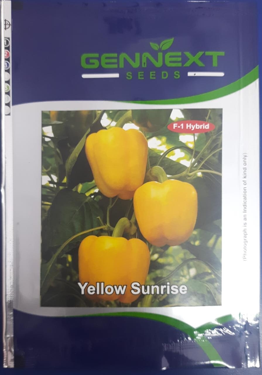 Gennext yellow Sunrise Capsicum -50seeds